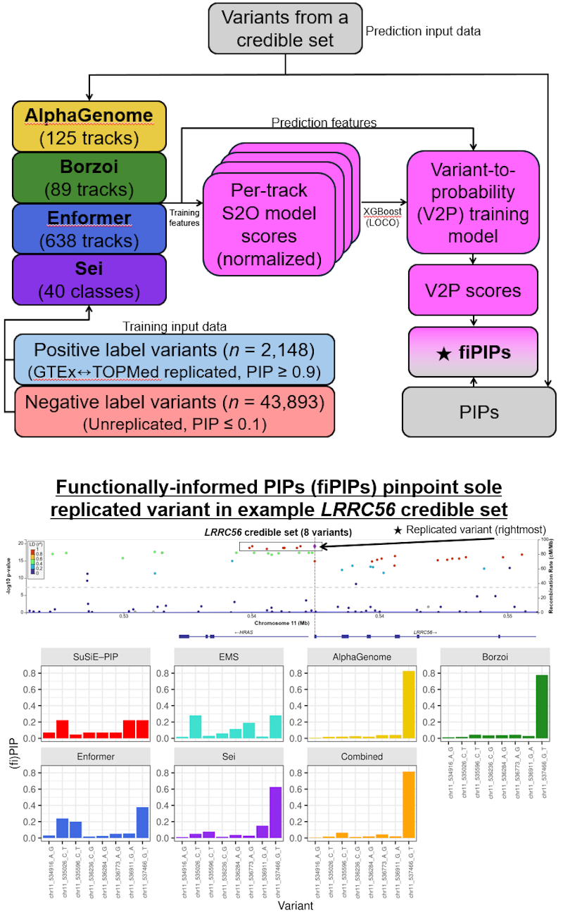 Functionally informed posterior inclusion probabilities (fiPIPs)